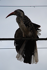 Red-billed Hornbill (Rotschnabeltoko) streckt sein Gefieder