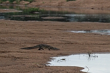 Ein eher kleines Krokodil unterwegs in den Shingwedzi