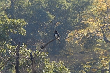 Trumpeter Hornbill (Trompeter-Hornvogel)