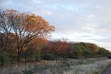 Herbstliche Bäume in der Gegend von Swartwater