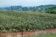 Ananasplantage