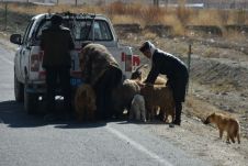Ziegen werden am Strassenrand in einen Pick-up verladen