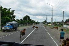Kühe: Die wahren Königinnen der Strasse in Georgien