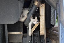 Kleine Katze in Obelix’ Motorraum