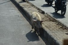 Ein knackiges Schwein kommt auf unserer Fahrbahn entgegen