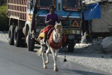 Die indischen Marwari-Pferde erkennt man an ihren Sichelohren