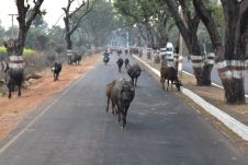 Büffel kommen uns auf der Strasse entgegen