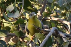 Yellow-footed Green Pigeon (Rotschultertaube)
