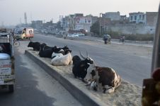 Indiens heilige Kühe, hier in Ludhiana