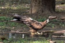 Ist das wirklich ein richtiger Adler im Nehru Park?