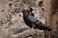Rock Pigeon (Felsentaube)