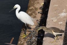 Little Egret (Seidenreiher) und Indian Pond-Heron (Paddyreiher)
