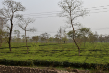 Teeplantage als Vorbote des nahen Darjeeling