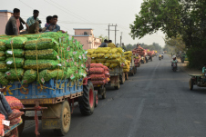 Traktorkolonne bei der Ablieferung der Kartoffelernte