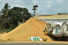 Bei einer Reismühle wird ein Lastwagen beladen