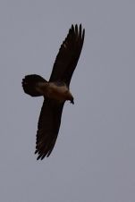Bearded Vulture (Bartgeier)