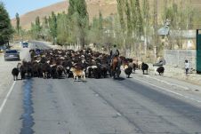 Viehtrieb (Schafe und Ziegen) auf der Strasse