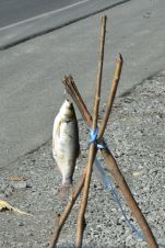 Fisch hängt am Strassenrand als Zeichen für frisch erhältlichen Fisch