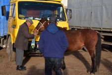 Älterer Herr in Nadelstreifenhose spricht zu seinem neu erworbenen Pferd