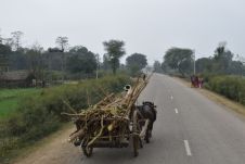 Holztransport mit Büffelgespann auf dem Mahendra Highway
