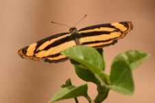 Unbekannter Schmetterling