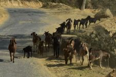Eine Herde Ziegen unterwegs auf dem Tribhuwan Highway