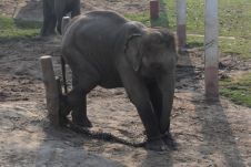 Angeketteter Elefant im Freiluftstall