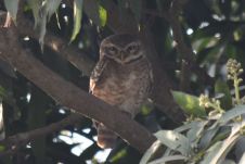 Spotted Owlet (Brahmakauz)