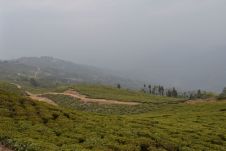 Nepalesische Teeplantagen