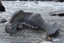 Vom Fluss geschliffener Gesteinsbrocken in Form eines Fisches