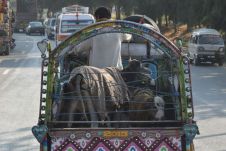 Mit Decken geschützte Kuh und Kalb auf einem Transporter