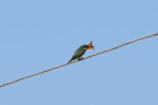 Junger Blue-cheeked Bee-eater (Blauwangenspint) mit Schmetterling im Schnabel