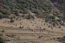 Weidende Schafe auf dem Weg ins Fergana Tal