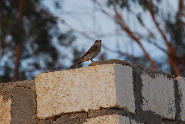 Spotted Flycatcher (Grauschn&auml;pper)