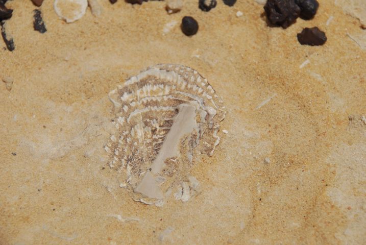 Fossilien