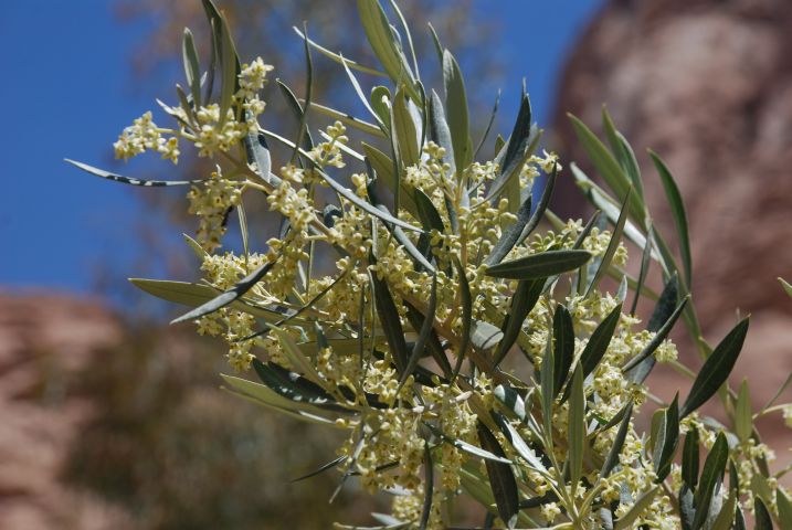 Olivenbl&uuml;ten