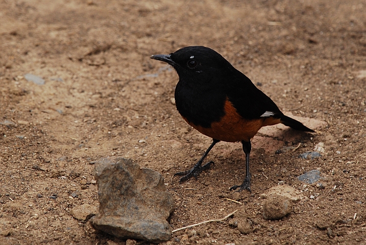White-winged Cliff-chat (Spiegelschm&auml;tzer) (m)