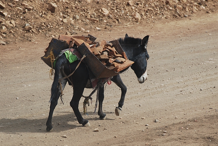 Ein Esel, auch in &Auml;thiopien ein unentbehrlicher Helfer, transportiert Baumaterial