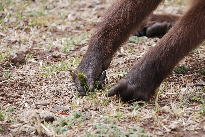 Ein Gelada pfl&uuml;ckt mit seinen Fingern Gras