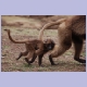 Kleiner Gelada Baboon