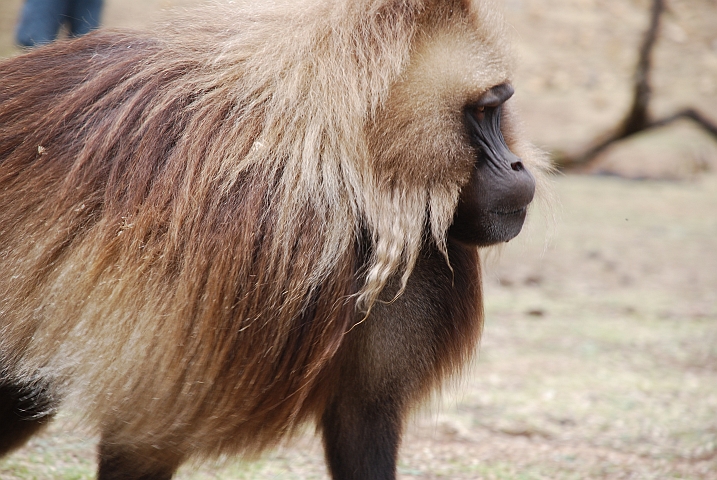 Ein Gelada-M&auml;nnchen