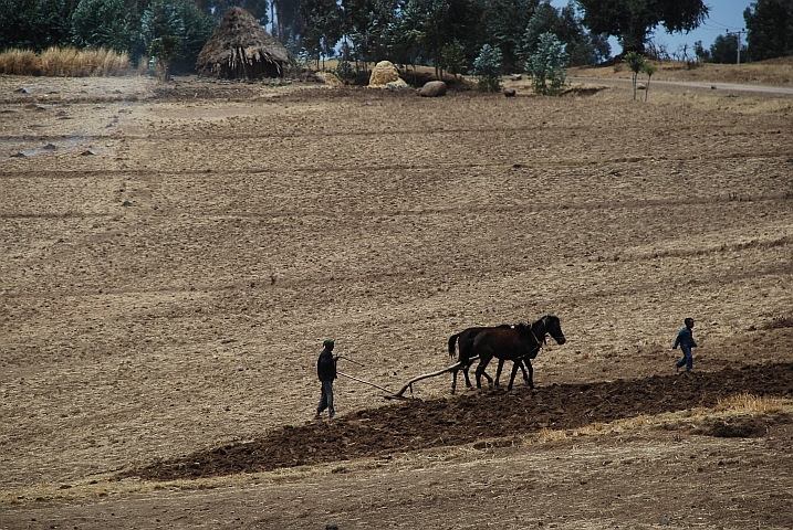 Ein Bauer bestellt mit seinem Pferd bei Debark, n&ouml;rdlich von Gonder, sein Feld