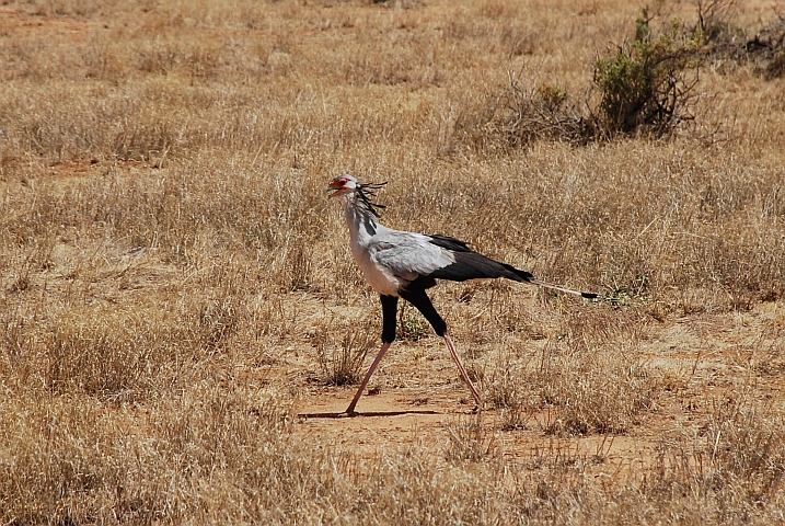 Secretarybird (Sekret&auml;r)