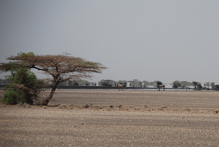Verlorene Esel in der gl&uuml;henden Landschaft zwischen Loiyangalani und North Horr
