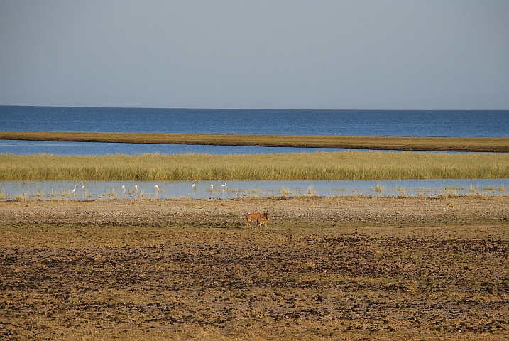 Hartebeest und Wasserv&ouml;gel am morgen am Ufer des Lake Turkana in Allia Bay