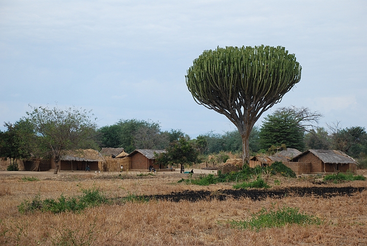 Kandelabereuphorbie im Bereich des s&uuml;dlichen Malawisees