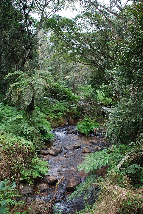Fl&uuml;sschen auf dem Zomba-Plateau