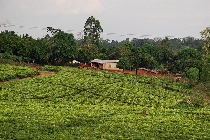 Teeplantage ganz im S&uuml;den von Malawi bei Mulanje