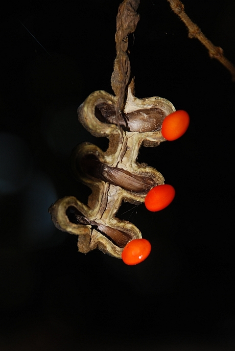 Unbekannte Frucht