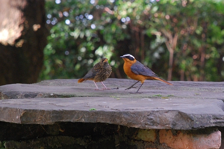 White-browed Robin-Chat mit Nachwuchs (Weissbrauenr&ouml;tel)